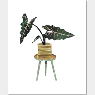 Alocasia Posters and Art